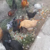 مرغ خروس|حیوانات مزرعه|هشتگرد, شهرک افشاریه|دیوار