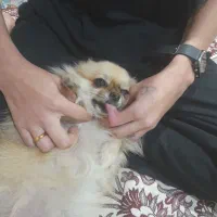 سگ پارمراین