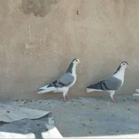 دمگیر خرقه سینه باز دوکت طوقی نوک ریز|پرنده|اصفهان, شفق|دیوار