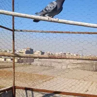 پلاکی جنازه شکاره