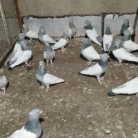 کبوتر سینه ای وکله ای  کاکلی