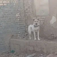 توله افغانی