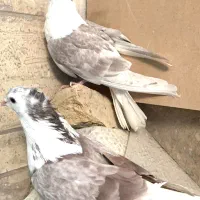 کبوتران دم گیر بدون تعویض و تخفیف