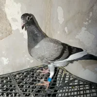 چهار عهد کبوتر پلاکی جوجه معاوضه با رنگی