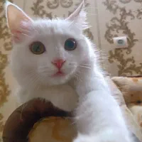 گمشده