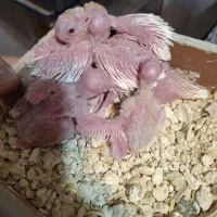 عروس هلندی مولد همراه ۴ جوجه