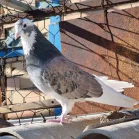 **کفتر عتیقه**