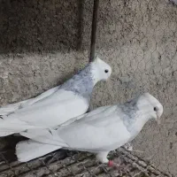 طوقی آبی بدون غلط همراه جوجه|پرنده|اصفهان, زهران|دیوار