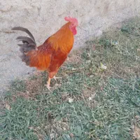 خروس