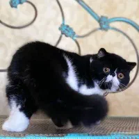 اگزاتیک شورت هیر|گربه|تهران, فردوس|دیوار