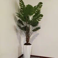 برگ انجیری