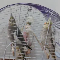 عروس هلندی|پرنده|نوشهر, |دیوار