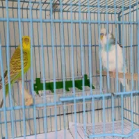 مرغ عشق. پرنده .عروس هلندی.طوطی