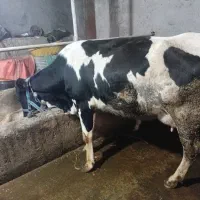 گاو هلیشتاین