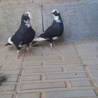 کبوتر پلنگ