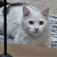 واگذاری گربه رایگان دی اس اچ لانگ هیر رایگان