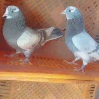 کبوتر|پرنده|ری, تقی آباد|دیوار