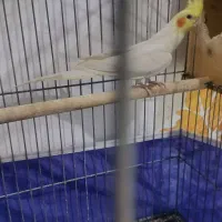 عروس هلندی با جوجه|پرنده|بندرعباس, |دیوار