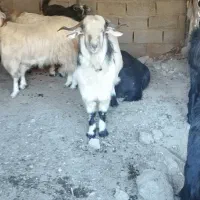 بزفروشی سرحال واسه کشتن ونگه داری|حیوانات مزرعه|علی‌آباد کتول, |دیوار