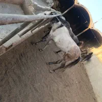 مادیون جوان و سالم