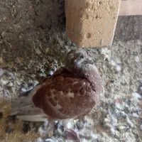 کبوتر پلاکی جوجه دونه دویس تمن