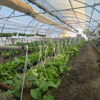 حراج گیاه شروع از ۲۰ تومن|گل و گیاه طبیعی|چهارباغ, |دیوار