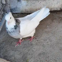 نر سید زرد|پرنده|شوشتر, |دیوار