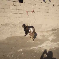 گوسفند بز آبستن