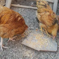 خروس ویاندوت بوف|حیوانات مزرعه|مشهد, ویلاشهر|دیوار