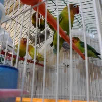 طوطی برزیلی از سر لاک تا بالغ|پرنده|رشت, انصاری|دیوار