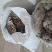 دو گونی پشم گوسفند|رختخواب، بالش، پتو|سقز, |دیوار