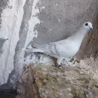 6تا گرفتنی|پرنده|تربت‌حیدریه, قائم|دیوار