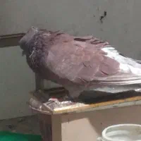 سرخ نرکاکول|پرنده|گرگان, |دیوار