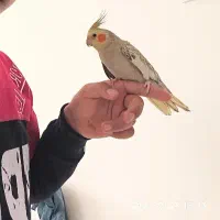 عروس هلندی ۳ ماهه|پرنده|شاهین‌شهر, شهرک امید|دیوار