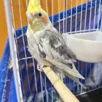 طوطی عروس هلندی