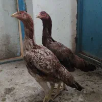 مرغ و خروس لاری|حیوانات مزرعه|پاوه, |دیوار