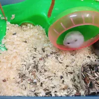 همستر مولد کمپل