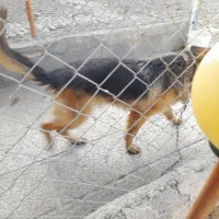 یک قلاده ژرمن. اصل باهوش|سگ|شهریار, شهریار|دیوار