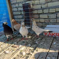 کبوتر|پرنده|شاهرود, |دیوار