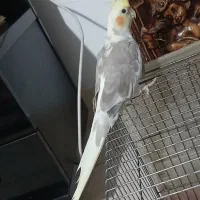 عروس ماده آماده