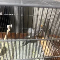 خانواده عروس هلندی|پرنده|کامیاران, |دیوار