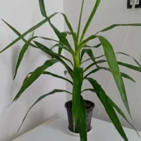 گل گیاه|گل و گیاه طبیعی|خرمشهر, |دیوار