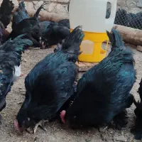 خروس سیاه برای قربانی و چشم نظر|حیوانات مزرعه|باسمنج, |دیوار