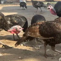 بوقلمون