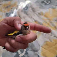 سره دورگ داغسر|پرنده|قرچک, میرزائی جنوبی|دیوار