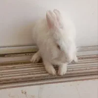 خرگوش