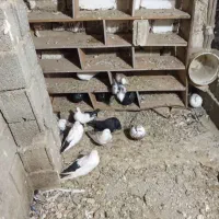 کبوتر قطع دار