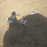 کبوتر آماده تخم گذاری