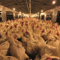 کارگرساده.استان مرکزی.مرغداری‌مادر.منزل‌مسکونی