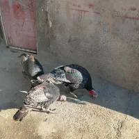 بوقلمون|حیوانات مزرعه|شیروان (لرستان), |دیوار